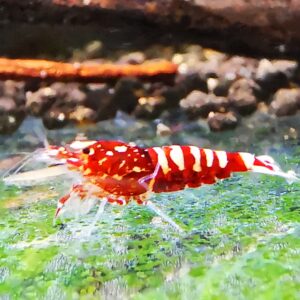 GALAXY RED - 1.0 CM